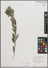 Foto von Salix cinerea L. x Salix repens L.